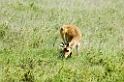 Serengeti Reedbuck00